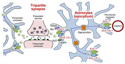 Role of Astrocytic Inwardly Rectifying Potassium (Kir) 4.1 Channels in Epileptogenesis